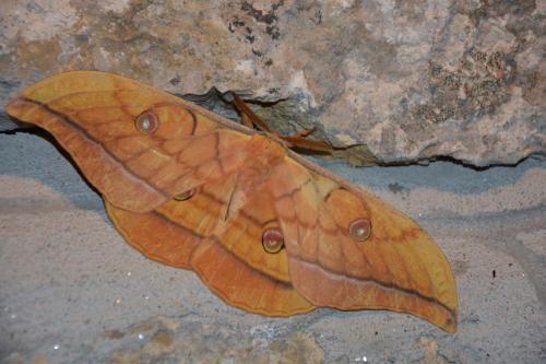 Antheraea yamamai
